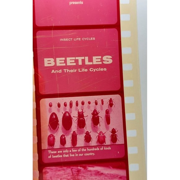 Encyclopedia Britannica Films Filmstrip Beetles And Their Life Cycles - Picture 1 of 8